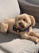 Load image into Gallery viewer, Halloween Dog Bandana Skeletor
