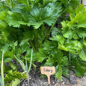 Veggie Garden or Plant Bamboo Label